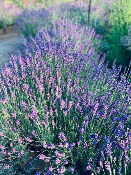 Visual representation of the topic