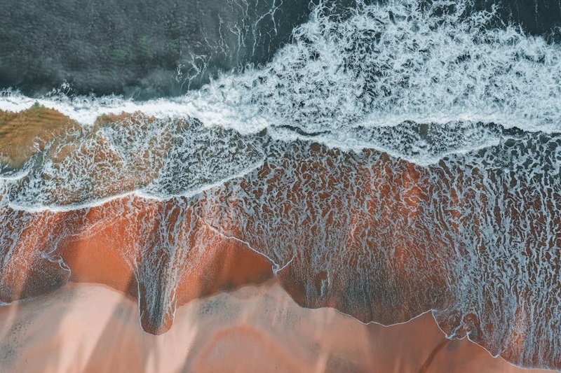 The intricate root system of a rainforest tree, showcasing the fast nutrient cycle